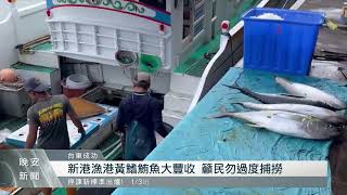 新港漁港黃鰭鮪魚大豐收 每公斤上看3百元｜每日熱點新聞｜原住民族電視台