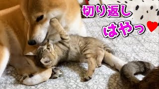 柴犬やお姉ちゃん猫に怒られてもめげないメンタルの強い子猫 Kitten is full of energy