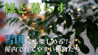 【観葉植物】家の中で育てやすかった植物たちを紹介します！【塊根植物】