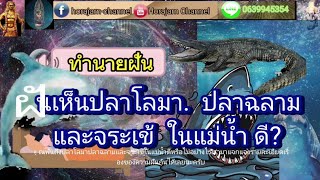 ทำนายฝัน|ความฝัน|ฝันเห็นปลาโลมา ปลาฉลามและจระเข้ ในแม่น้ำ ดี?