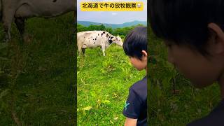 【子ども農業体験】⑥北海道の大自然で放牧している牛を観察したよ〜🐮 非日常体験の一コマ🙌 北海道旭川市✨ #ninjya #shorts #旭川市 #旭川あらかわ牧場 #放牧  #酪農 #牛