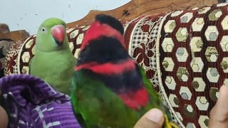 തത്തമ്മ ഇങ്ങനെ സ്നേഹിക്കുമോ 🙄¿|Rockys love|Rocky and redmi playing|parrot talking മലയാളം