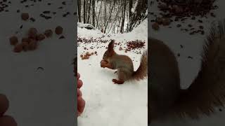 Белка вернулась за орехом / The squirrel returned for the nut