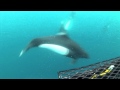 THE BERING SEA SUBMARINE ADVENTURES - Dall's porpoise