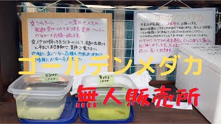 メダカ無人販売所！静岡県のゴールデンメダカさんに訪問させて戴きました。