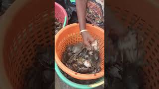 உயிர் நண்டு பாத்துருகிங்களா ? live crab #seafood #fish #fishmarket #sea #fishes #crab #crabs #cute