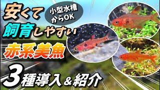 小型水槽から入れれる【安くて簡単に飼育出来る】熱帯魚3種を導入＆紹介#aquarium #熱帯魚 #水草水槽 #ネオンテトラ #簡単飼育