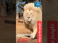 Lion on visit of his empire | Jungle king Roar of LION | Wild encounter | Sanctuary | african safari