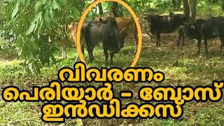 പെരിയാർ പശുക്കളെ കുറിച്ച് അറിയാൻ - Periyar Bos Indicus Breed Information