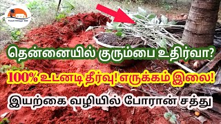 இயற்கை முறையில் தென்னை குரும்பை உதிர்வை தடுக்கும் எருக்கம் இலை | தென்னையில் குரும்பை உதிர்வை தடுக்க?