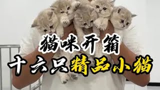 公主少爷们 这十六只小猫咪品相如何？够不够精品？！壮实说猫 蓝金 长毛银渐层