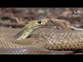 inland taipan vs. eastern brown snake battle of the deadly snakes