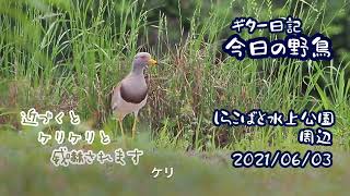 ギター日記　今日の野鳥　・　しらこばと水上公園周辺　2021年6月3日