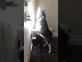 seeing how my dogs react when i knock on the door 🚪 funny