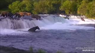 Katmai BF Cam, BFL cam. 910 family and 909' junior, part II. 07.17.2023. Explore.org