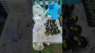 Garden Basics Seaweed Liquid vs Seasol trial - Day 1 - Iceberg Lettuce