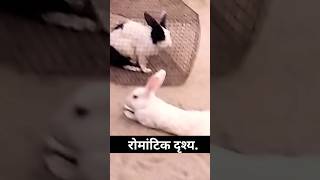 खरगोश का रोमांटिक दृश्य #rabbit #foryou #funny #shortvideo #love #lovestatus
