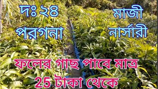 Fruit Plants Nursery Visit In West Bengal | Nursey Visit In Amtala | Trees \u0026 Shrubs |