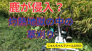 猛暑の中最後の草刈り。鹿が田んぼに侵入2023 08 29