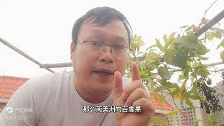 “百香果”果子小长得慢？肥水不足？第一步错了，多少肥料都没用