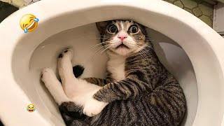 Funny Videos Animals 😻 Funniest Cats And Dogs 2024 🐶🤣