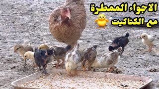 يوميات الدجاج 🐔 صحة الكتاكيت + فحصت البيض