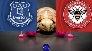 Everton vs Brentford Prediction - Premier League - Turtle Prediction