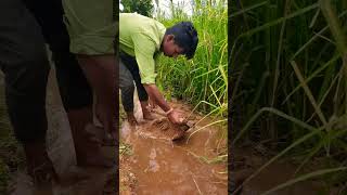 మా రాగి పంట బాగుంధీ🌱😊 #farming #shorts