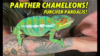 Meet The Panther Chameleon of Madagascar!