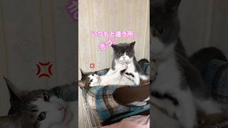 いつもとの違いに気付いてほしかったたまこさんでした。（悲）#猫のいる暮らし #猫の日常 #ブリティッシュショートヘア #猫好きさんと繋がりたい #保護猫