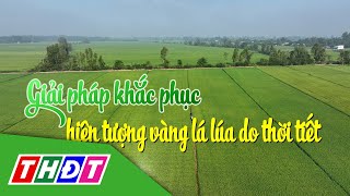 VFC Cánh đồng hội nhập 2024 kỳ 26 | Giải pháp khắc phục hiện tượng vàng lá lúa do thời tiết | THDT