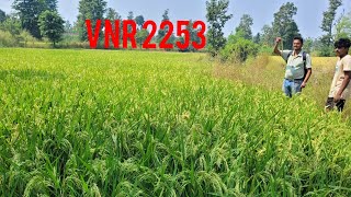 🌾Feedback given by farmer about VNR 2253.🌾 #paddy #agriculture #India