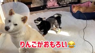 りんごのスルーネタ笑える結末‼️