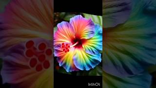 #hindisong#love#flowers#hibiscus#viral#beautiful#ytshorts#video