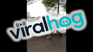 Curious Bobcat Spotted Strolling Along Trail || ViralHog