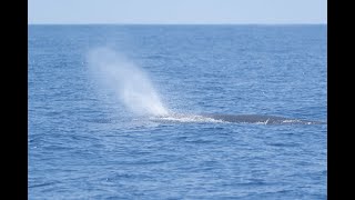 Sperm Whale 抹香鯨 - C0721