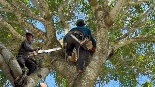 Cưa cây xà cừ siêu khủng , Siêu nhánh , Ở thạnh thắng cần thơ . Cưa cây kỷ thuật cao