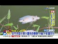 魚被熱死 金門水庫大量魚群暴斃 水廠 太熱導致│中視新聞 20220816