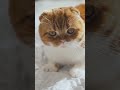 fun facts about scottish fold cats fun video for cat lovers 🐱💖😊