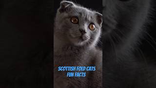 Fun Facts About Scottish Fold Cats! Fun Video for Cat Lovers! 🐱💖😊