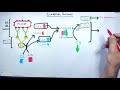 complement system classical pathway