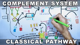 Complement System | Classical Pathway
