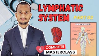 Lymphatic System Part 02 | Lymph Flow, Lymph Nodes, Spleen \u0026 Thymus Gland Explained | Aditya Sir