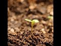 Strawberry germination time-lapse