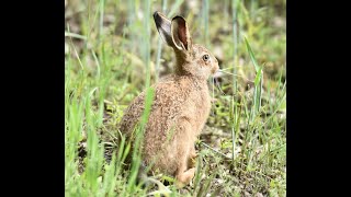 Albrecht Dürer's Feldhase - Albrecht Dürer's hare