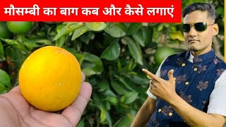 मौसम्बी का बाग कब और कैसे लगाएं !! मौसम्बी की खेती कैसे करें !! मौसम्बी खेती की देखरेख लगने वाले कीट