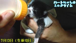 保護記録　子猫のハート、ミルクタイム　Bottle Feeding Kitten