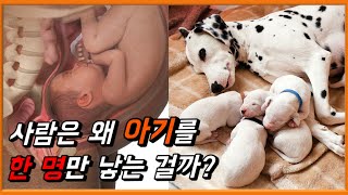 동물들이 새끼를 많이 낳는 이유