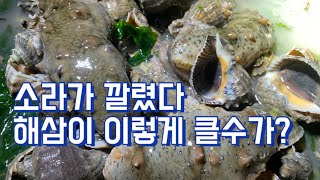 (해루질)소라가 아주그냥 대박입니다..해삼은 도깨비방망이 크기!덤으로 낙지