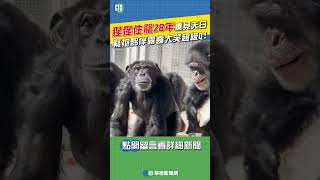 猩猩住籠28年重見天日 緊抱夥伴露齒大笑超級Q！｜👍小編推新聞20230629 #shorts